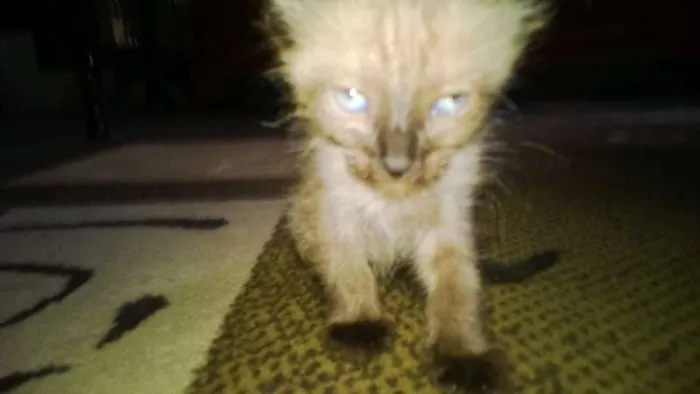 Gato ra a  idade Abaixo de 2 meses nome Nami-Nikito-Nés