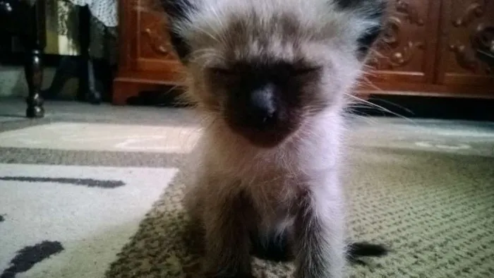Gato ra a  idade Abaixo de 2 meses nome Nami-Nikito-Nés