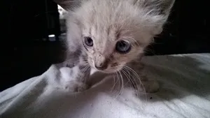 Gato ra a  idade Abaixo de 2 meses nome Nami-Nikito-Nés