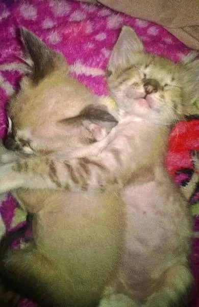 Gato ra a  idade Abaixo de 2 meses nome Nami-Nikito-Nés