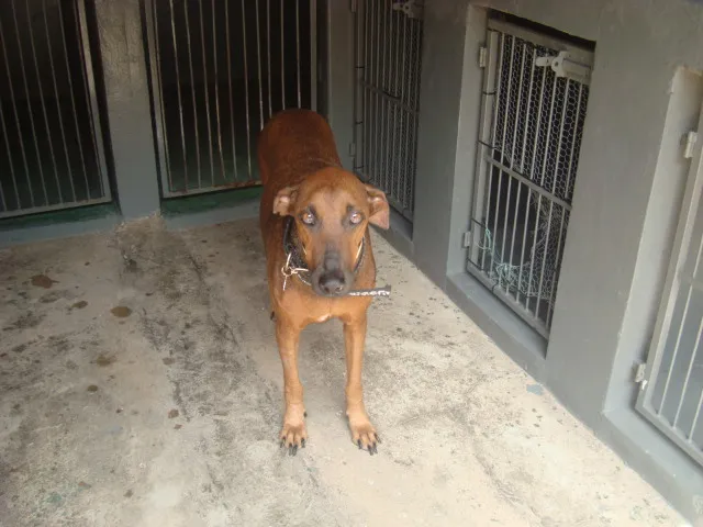 Cachorro raça SRD idade 4 anos nome LILICA