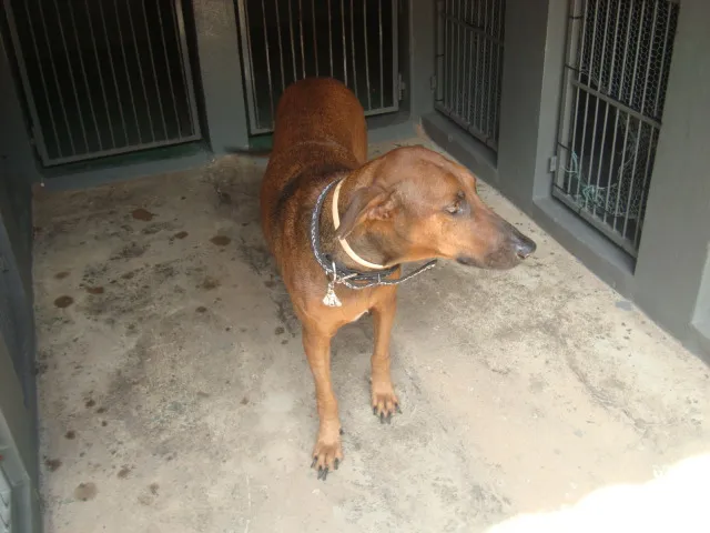Cachorro raça SRD idade 4 anos nome LILICA