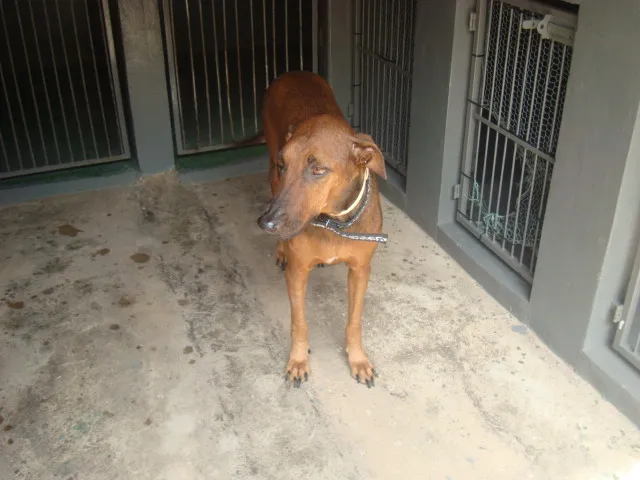 Cachorro raça SRD idade 4 anos nome LILICA