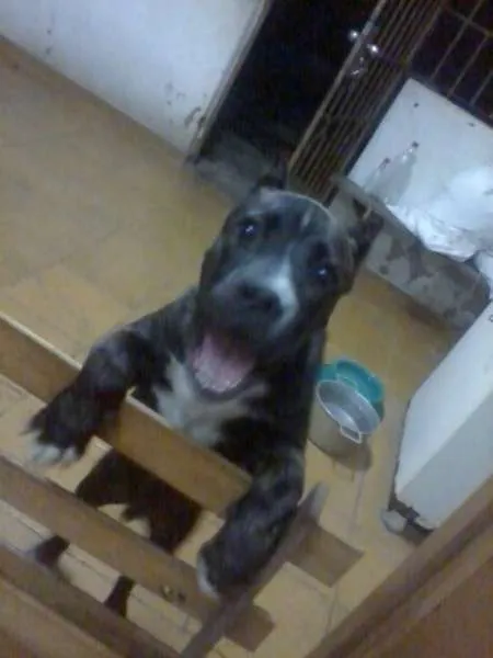 Cachorro raça American Staffordshire Terrier idade 2 anos nome Thor