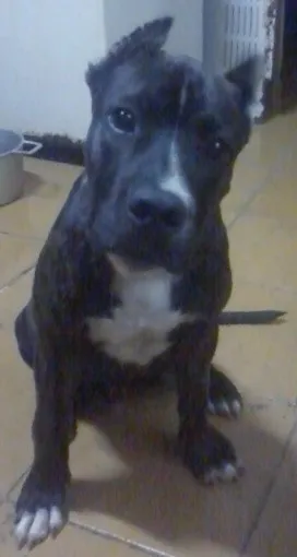 Cachorro raça American Staffordshire Terrier idade 2 anos nome Thor