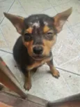 Apolo