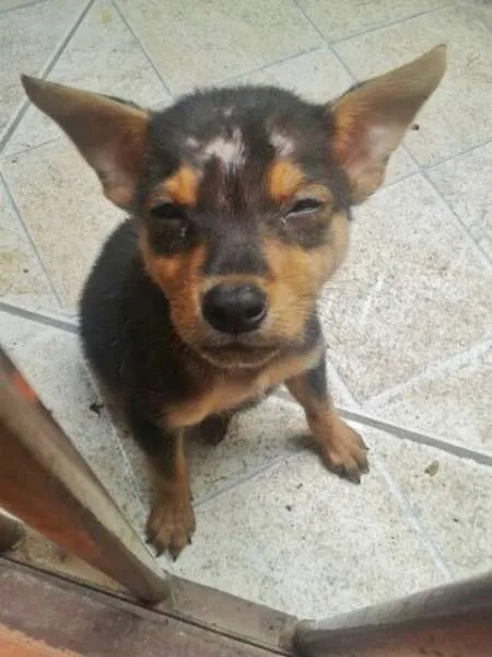 Cachorro ra a Vira lata idade Abaixo de 2 meses nome Apolo