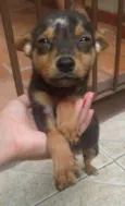 Apolo