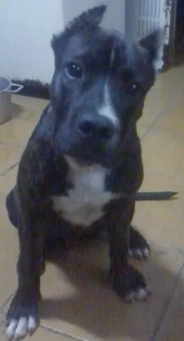 Cachorro raça American Staffordshire Terrier idade 2 anos nome Thor