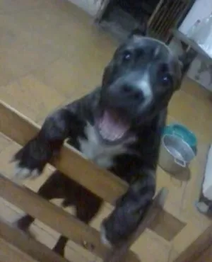 Cachorro raça American Staffordshire Terrier idade 2 anos nome Thor