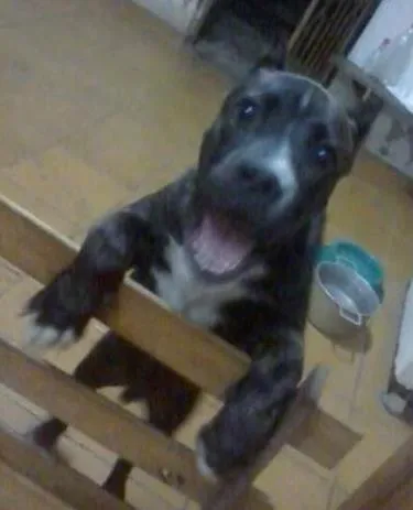 Cachorro raça American Staffordshire Terrier idade 2 anos nome Thor