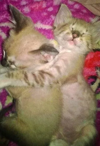 Gato ra a  idade Abaixo de 2 meses nome Nami-Nikito-Nés