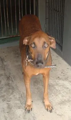 Cachorro raça SRD idade 4 anos nome LILICA