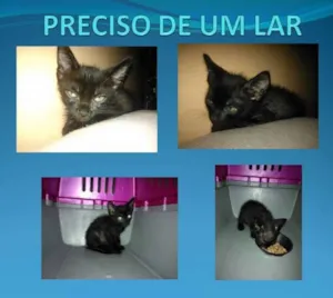 Gato raça  idade Abaixo de 2 meses nome Mec