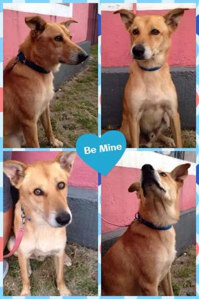 Cachorro raça SRD idade 5 anos nome Caramelo