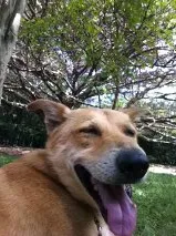 Cachorro raça SRD idade 5 anos nome Caramelo