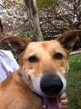 Cachorro raça SRD idade 5 anos nome Caramelo