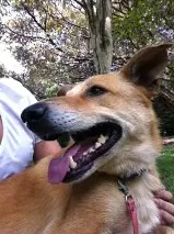 Cachorro raça SRD idade 5 anos nome Caramelo