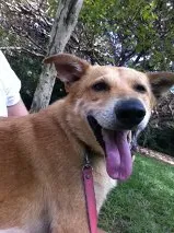 Cachorro raça SRD idade 5 anos nome Caramelo