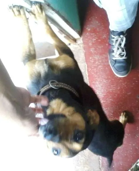 Cachorro ra a Dachshund idade 2 anos nome Belinha