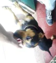 Belinha