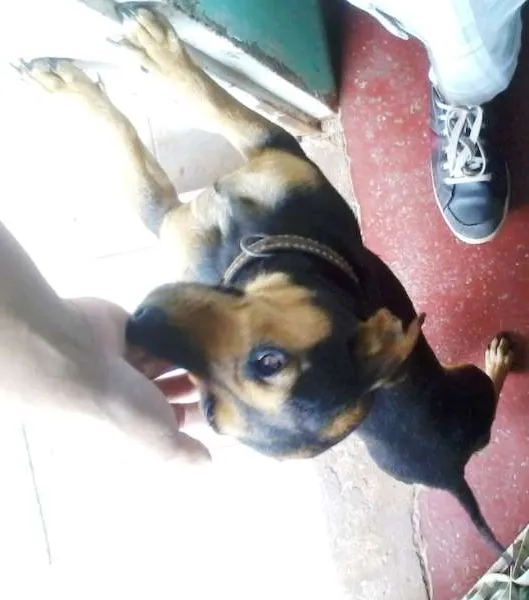 Cachorro ra a Dachshund idade 2 anos nome Belinha