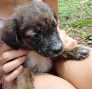 Cachorro raça sem raça idade Abaixo de 2 meses nome sem nome