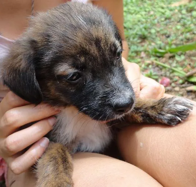 Cachorro ra a sem raça idade Abaixo de 2 meses nome sem nome