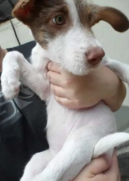 Cachorro raça SRD idade 2 a 6 meses nome Lindinha