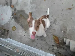 Cachorro raça SRD idade 2 a 6 meses nome Lindinha