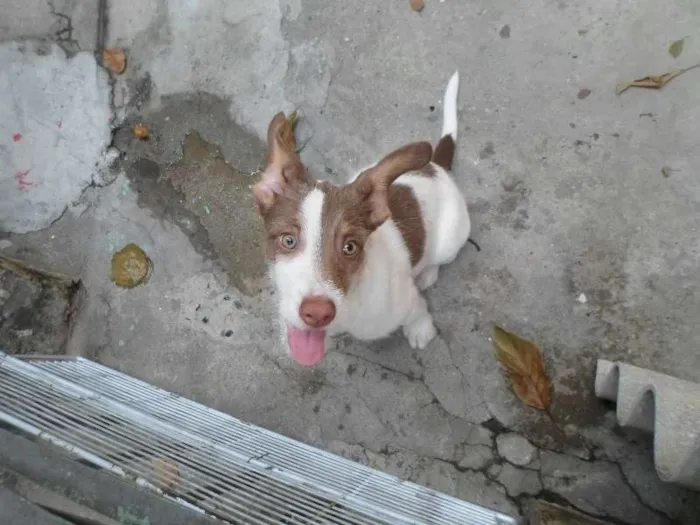 Cachorro raça SRD idade 2 a 6 meses nome Lindinha