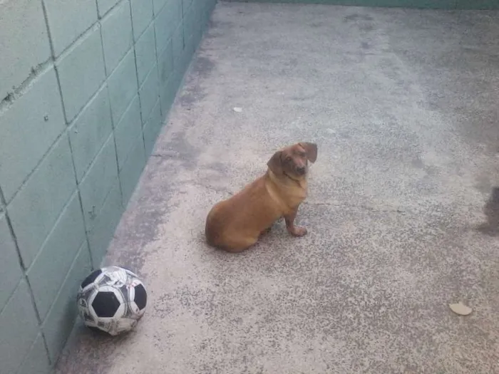 Cachorro ra a Mestiça Teckel idade 6 ou mais anos nome Mel