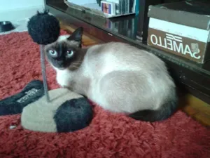 Gato raça Siamês idade 2 anos nome LUCY