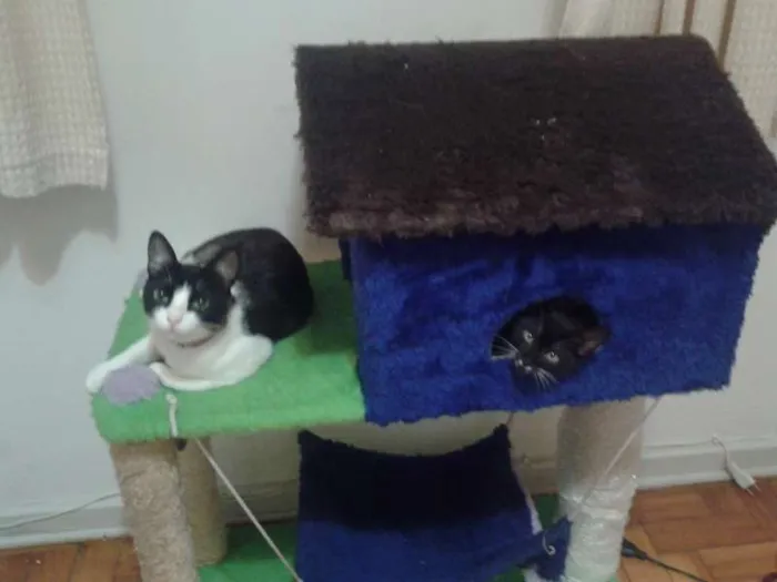 Gato ra a SRD idade 1 ano nome FIFI