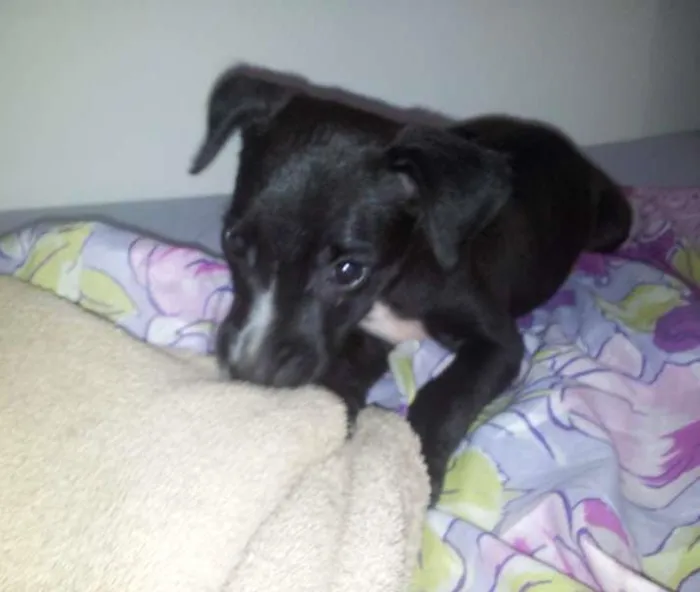 Cachorro raça  idade Abaixo de 2 meses nome Amora