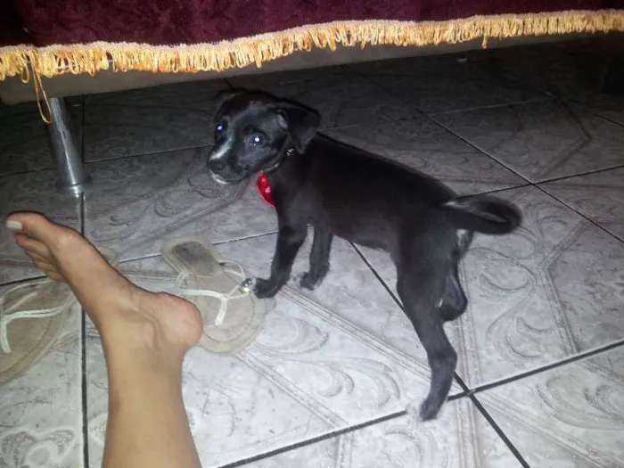 Cachorro raça  idade Abaixo de 2 meses nome Amora