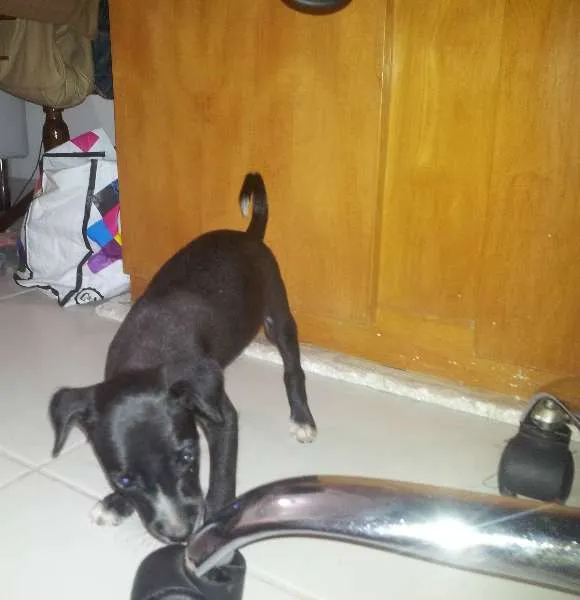 Cachorro raça  idade Abaixo de 2 meses nome Amora