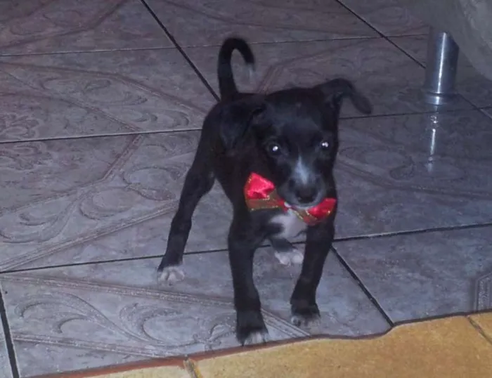 Cachorro raça  idade Abaixo de 2 meses nome Amora