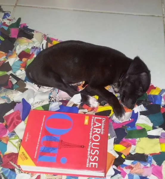 Cachorro raça  idade Abaixo de 2 meses nome Amora