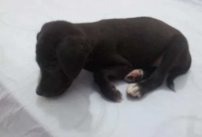 Cachorro raça  idade Abaixo de 2 meses nome Amora