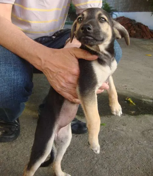 Cachorro ra a SRD idade 2 a 6 meses nome Sem nome