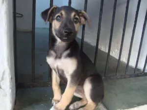 Cachorro raça SRD idade 2 a 6 meses nome Sem nome