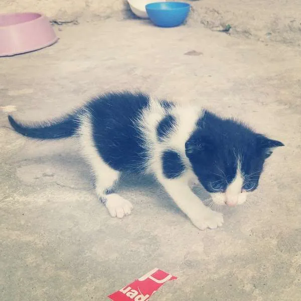 Gato ra a  idade Abaixo de 2 meses nome Filhotes da Trufinha