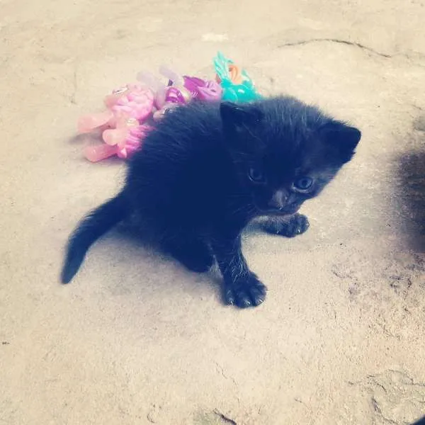 Gato ra a  idade Abaixo de 2 meses nome Filhotes da Trufinha