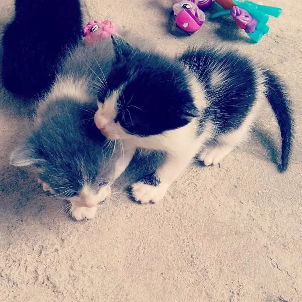 Gato ra a  idade Abaixo de 2 meses nome Filhotes da Trufinha