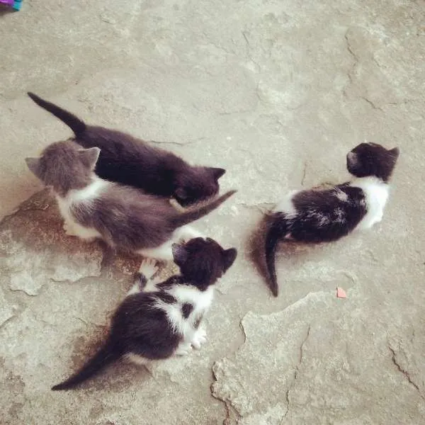 Gato ra a  idade Abaixo de 2 meses nome Filhotes da Trufinha