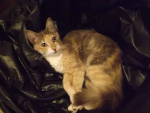 Gato raça  idade 2 anos nome Mel