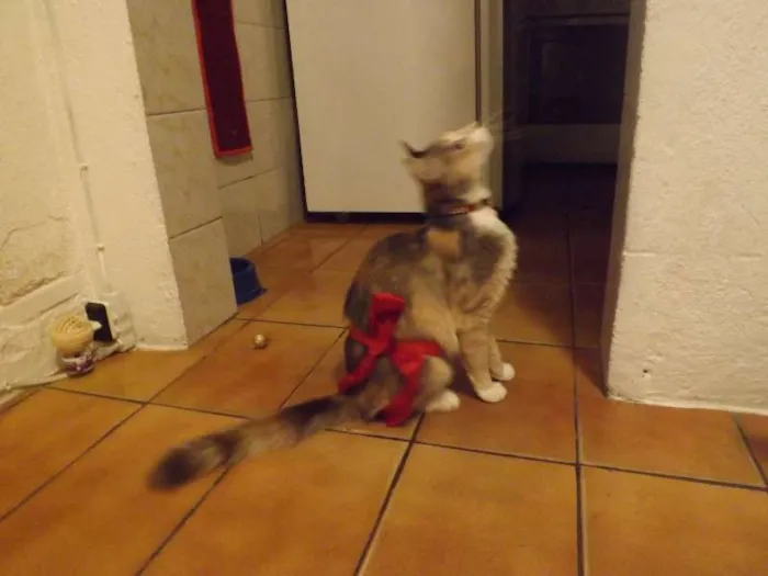 Gato ra a  idade 2 anos nome Mel