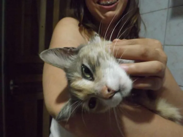 Gato ra a  idade 2 anos nome Mel