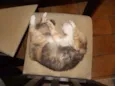 Mel